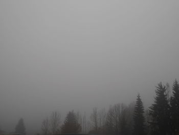 Low angle view of bare trees against sky