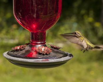 High angle view of a bird flying