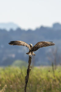 Osprey, pandion haliaetus, resting on a vertical log, with wings spread	