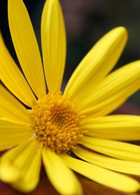 The beautiful yellow flower in the garden in the nature