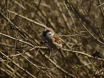 Close-up of bird perching on branch