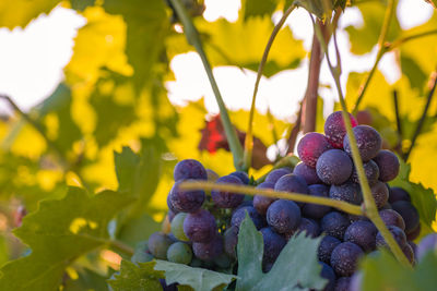 Close-up of grapes growing on plant