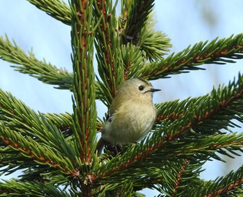 Bird perching on pine tree