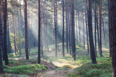 Pine trees in forest