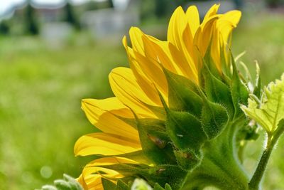 Close-up of yellow flowering plant