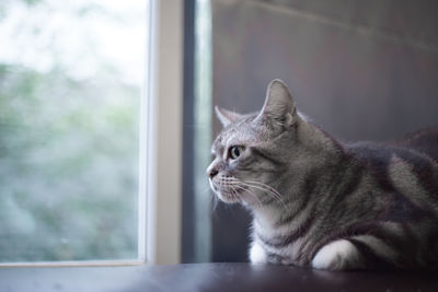 Close-up of cat on window sill