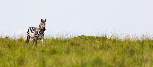 Zebra standing in a field