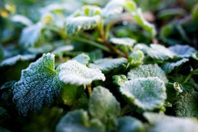 Close-up of frozen plant