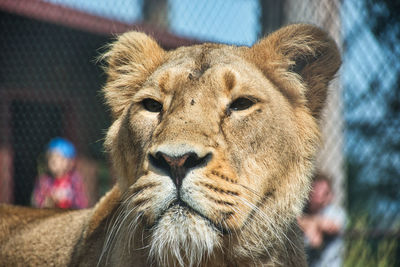 Close-up portrait of lion