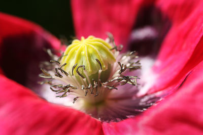 Close-up of pink flowers