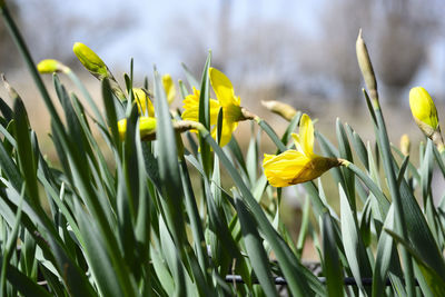 Close-up of yellow flowering plant on field