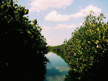 Reflection of trees in water