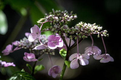 Close-up of flowers blooming outdoors