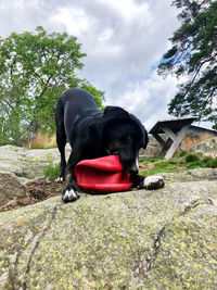 Dog sitting in a park