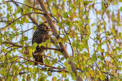 Low angle view of bird perching on tree