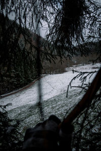 Road amidst trees in forest during winter