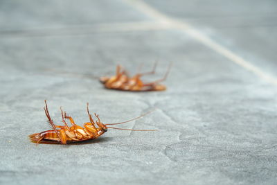 Close-up of insect on floor