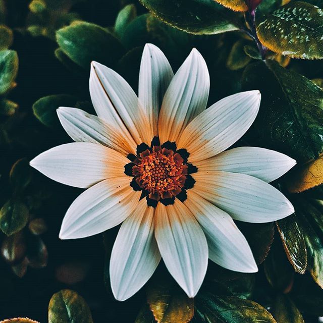 flower, petal, freshness, flower head, fragility, growth, beauty in nature, pollen, close-up, blooming, single flower, nature, plant, water lily, water, leaf, in bloom, pond, focus on foreground, high angle view