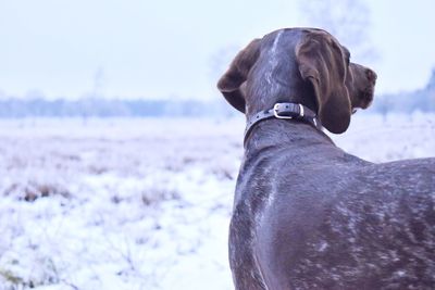 Close-up of dog in winter