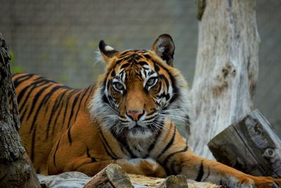 Portrait of tiger in zoo