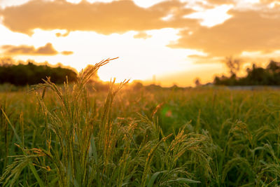 Close-up of wheat field against sky during sunset