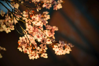 Pink flowers tree during sunset