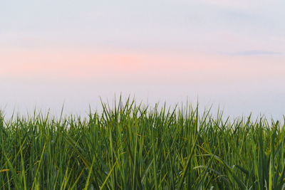 Crops growing on field against sky