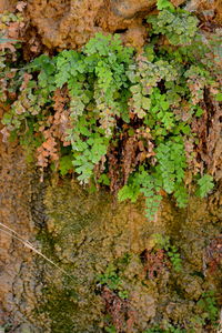 Close-up of moss growing on tree trunk