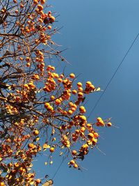 Low angle view of tree against clear blue sky