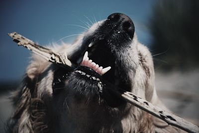 Close-up of golden retriever carrying stick in mouth