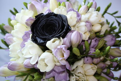 Close-up of hydrangea flowers