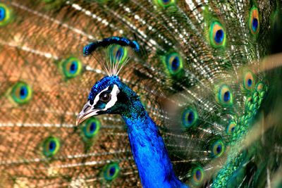 Full frame shot of peacock