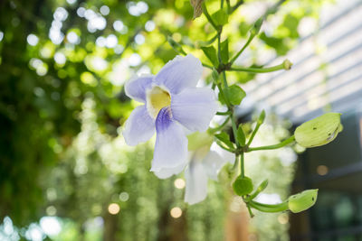 Close-up of purple flowering plant