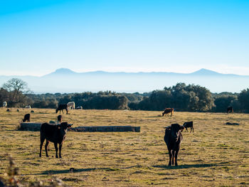 Horse standing in a field