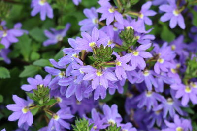 Close-up of honey bee on purple flowering plant