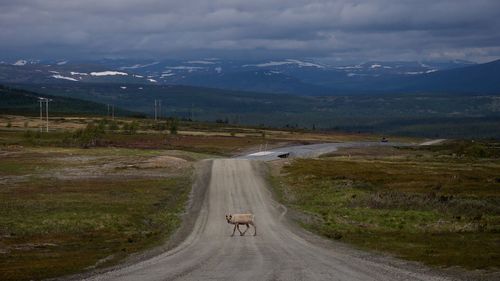 Young reindeer walking on road amidst field against mountains