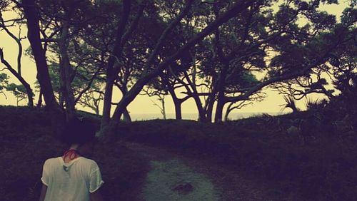 Trees on landscape