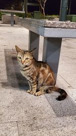 Cat sitting on floor