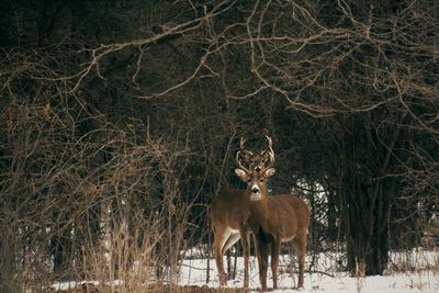 Deer standing on snowy field against trees at forest