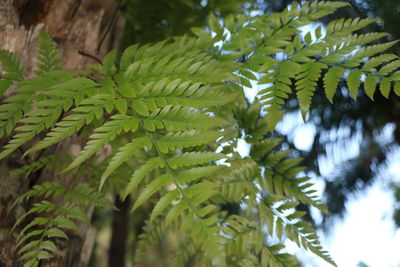 Close-up of green leaves on tree