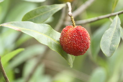 Close-up of strawberries on plant
