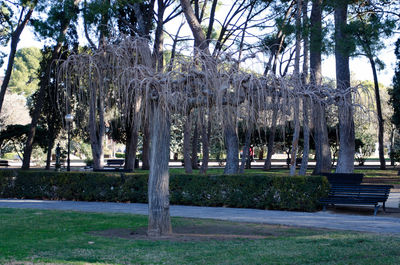 Trees on grass
