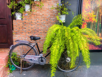 Potted plants by wall