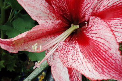 Close-up of red lily