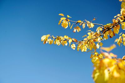 Low angle view of cherry blossoms against clear blue sky