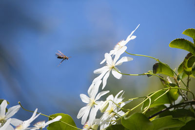 View of insect on plant