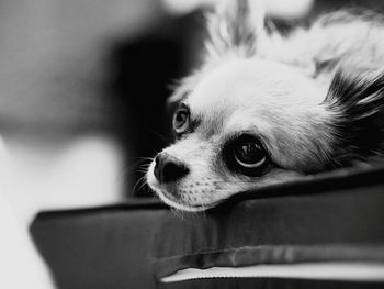 Close-up of chihuahua