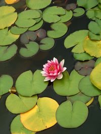 Close-up of lotus water lily