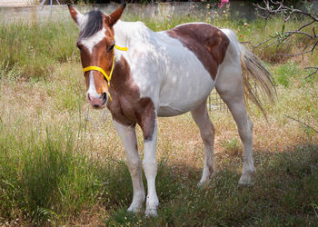 Horse standing in a field