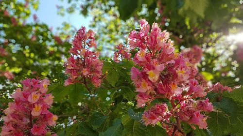 Close-up of pink flowering plants